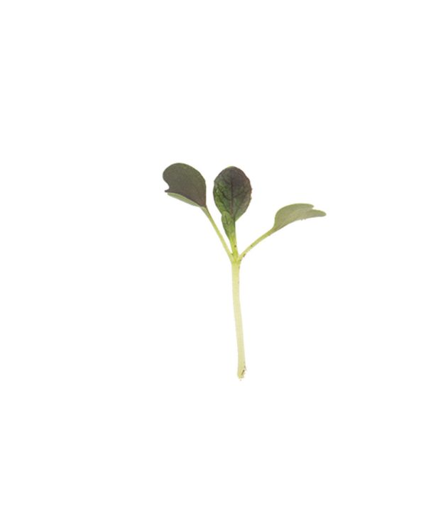 Pac Choi, Red Choi - Organic Microgreen Seed