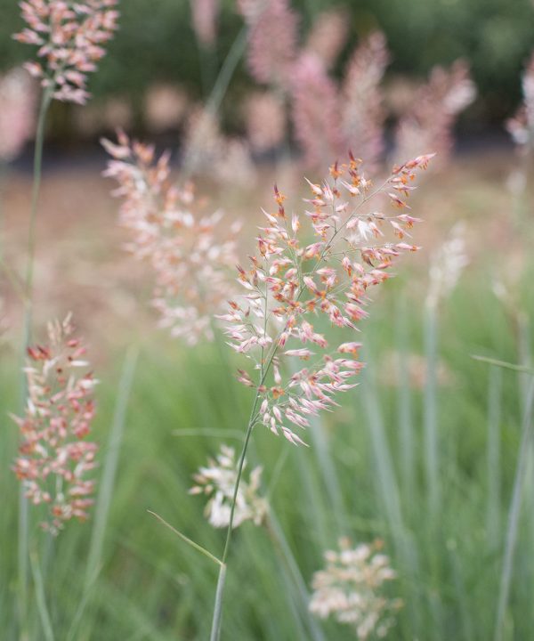 Savannah Grass - Ornamental Grass Seed