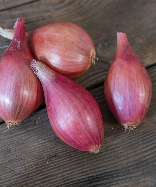 Innovator - (F1) Shallot Seed