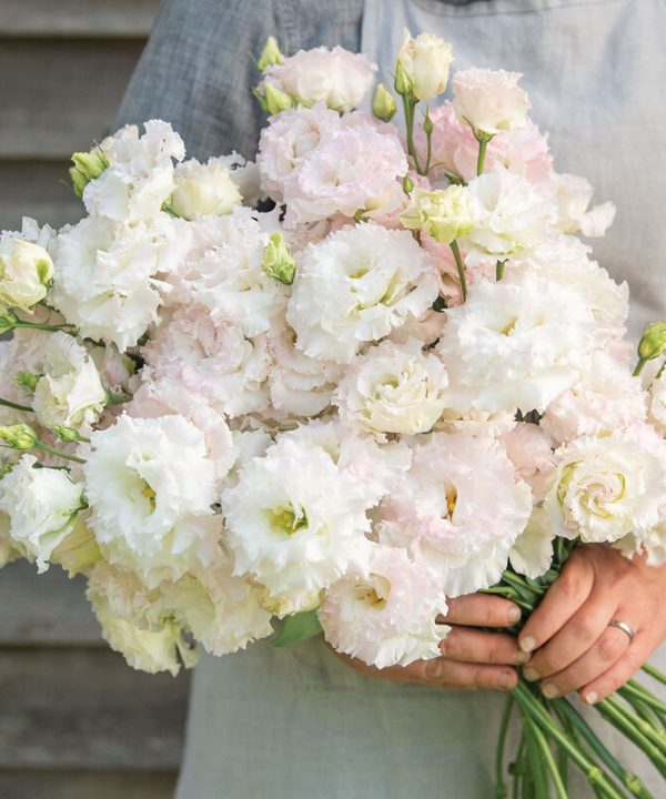Voyage 2 First Love (F1) Lisianthus