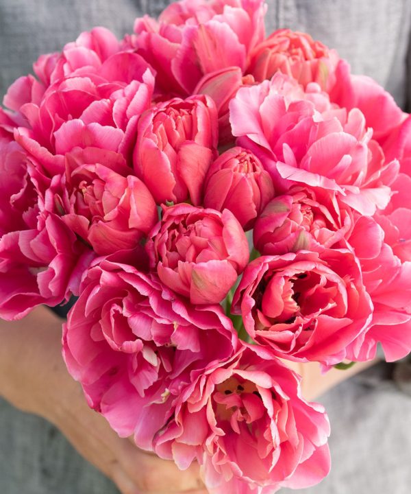 Sunset Tropical - Tulip Bulb