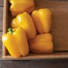 SVPB8415 - (F1) Bell Pepper Seed