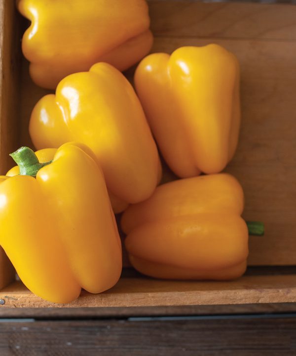 SVPB8415 - (F1) Bell Pepper Seed