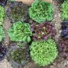 Prismatic Mini Head Mix - Pelleted Lettuce Seed