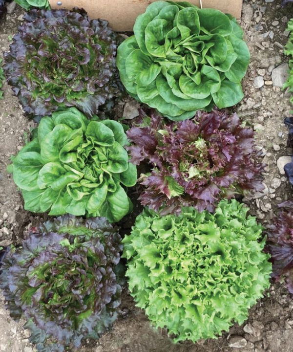 Prismatic Mini Head Mix - Pelleted Lettuce Seed