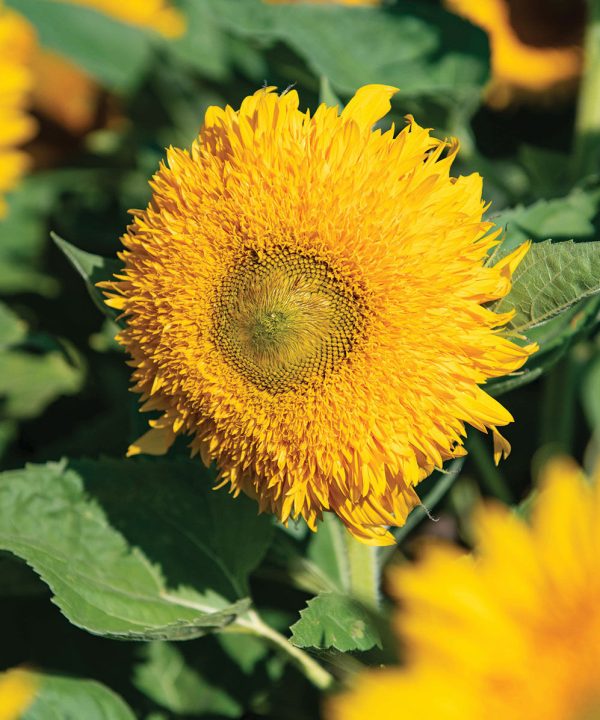 Solano Double - (F1) Sunflower Seed