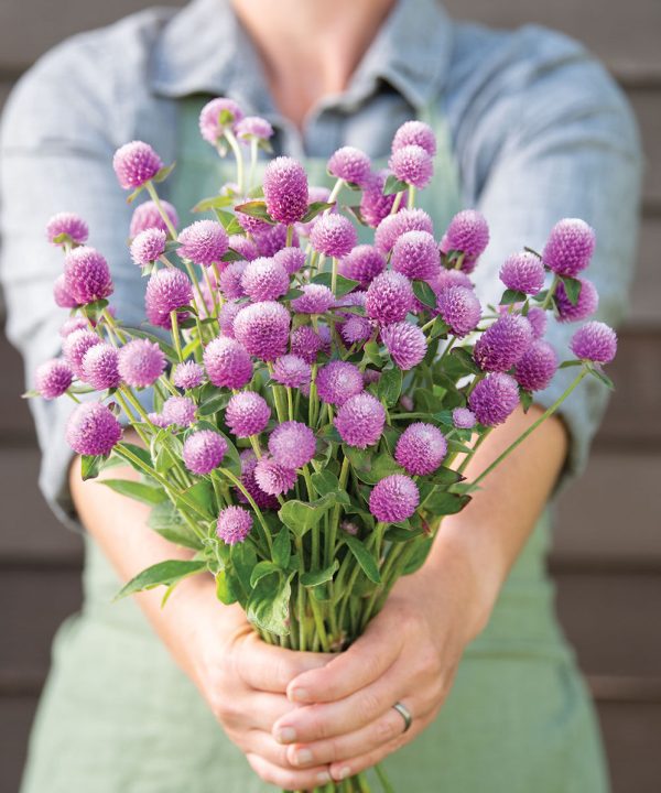 Audray Pink - Gomphrena Seed