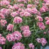 Sweet Pink - Pelleted (F1) Dianthus Seed