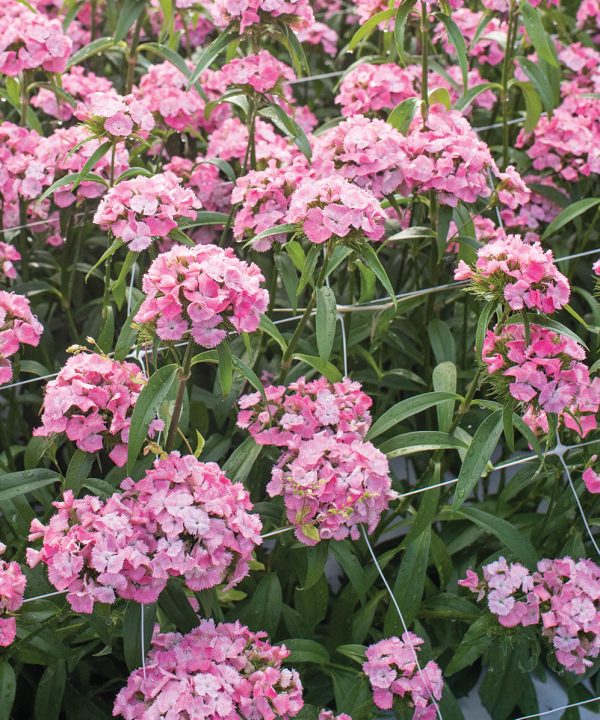 Sweet Pink - Pelleted (F1) Dianthus Seed
