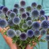 Ritro - Heirloom Echinops Seed
