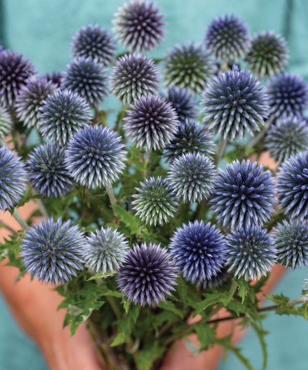 Ritro - Heirloom Echinops Seed