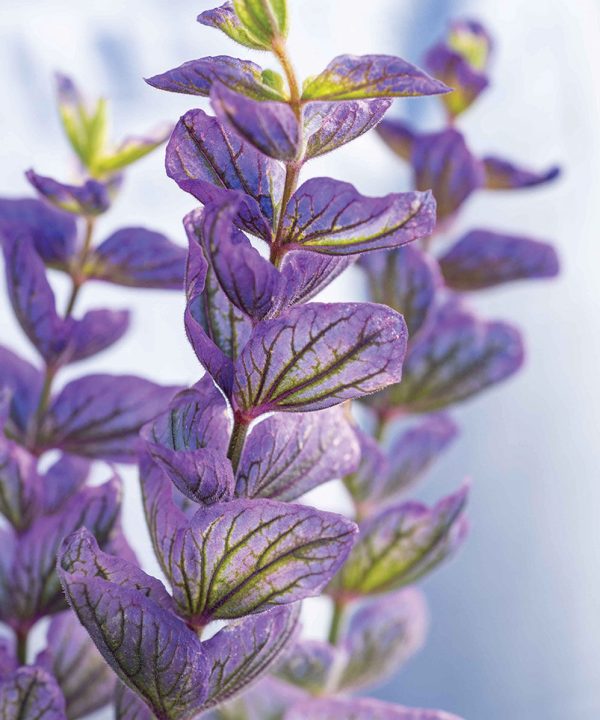 Oxford Blue - Heirloom Salvia Seed