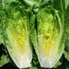 Sunland - Pelleted Romaine Seeds