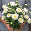 Macaroon White - China Aster Seed