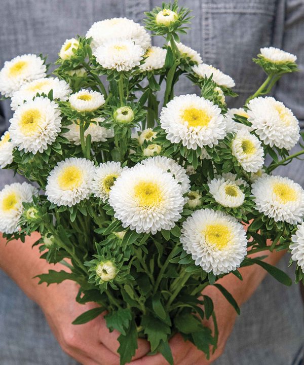Macaroon White - China Aster Seed