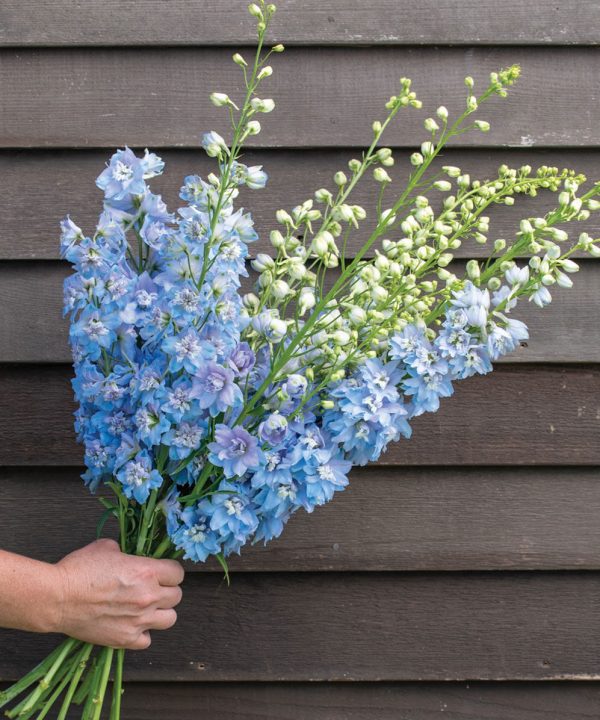 Magic Fountains Sky Blue White Bee - Delphinium Seed