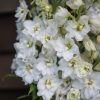 Magic Fountains Pure White - Delphinium Seed