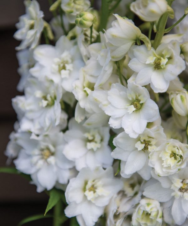 Magic Fountains Pure White - Delphinium Seed