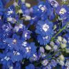 Magic Fountains Mid Blue White Bee - Delphinium Seed