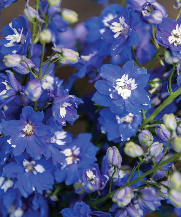 Magic Fountains Mid Blue White Bee - Delphinium Seed