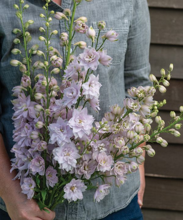 Magic Fountains Lilac Pink White Bee - Delphinium Seed