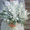 Candicans - Heirloom Dusty Miller Seeds