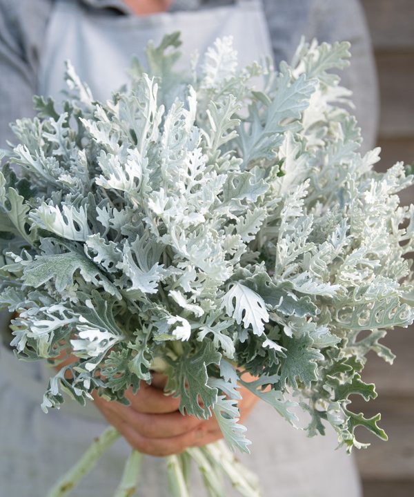 Candicans - Heirloom Dusty Miller Seeds