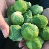 Silvia - (F1) Brussels Sprout Seed