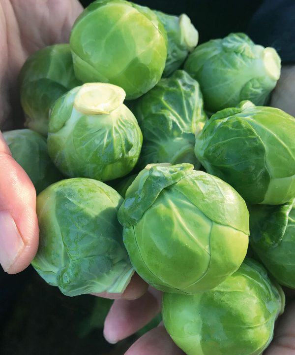 Silvia - (F1) Brussels Sprout Seed