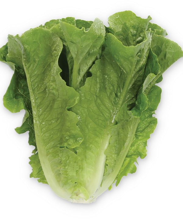 Gladius - Pelleted Romaine Lettuce Seeds