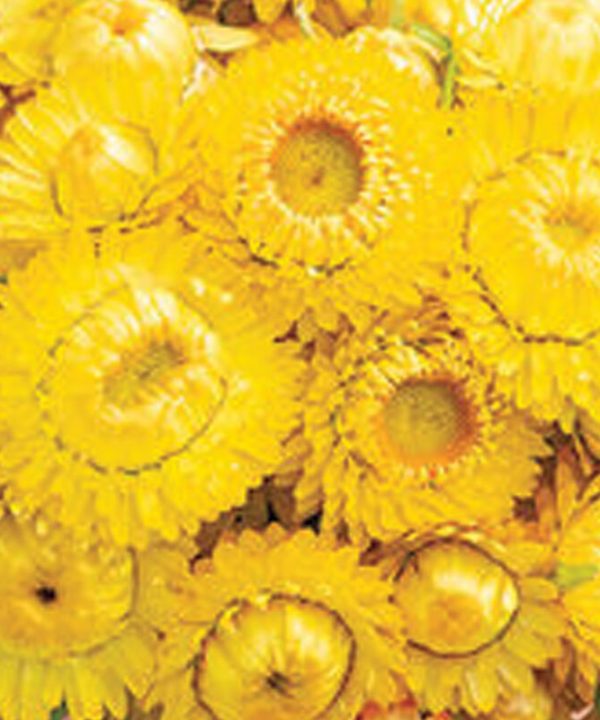 Golden Yellow - Strawflower Seed
