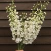 Guardian White - (F1) Delphinium Seed