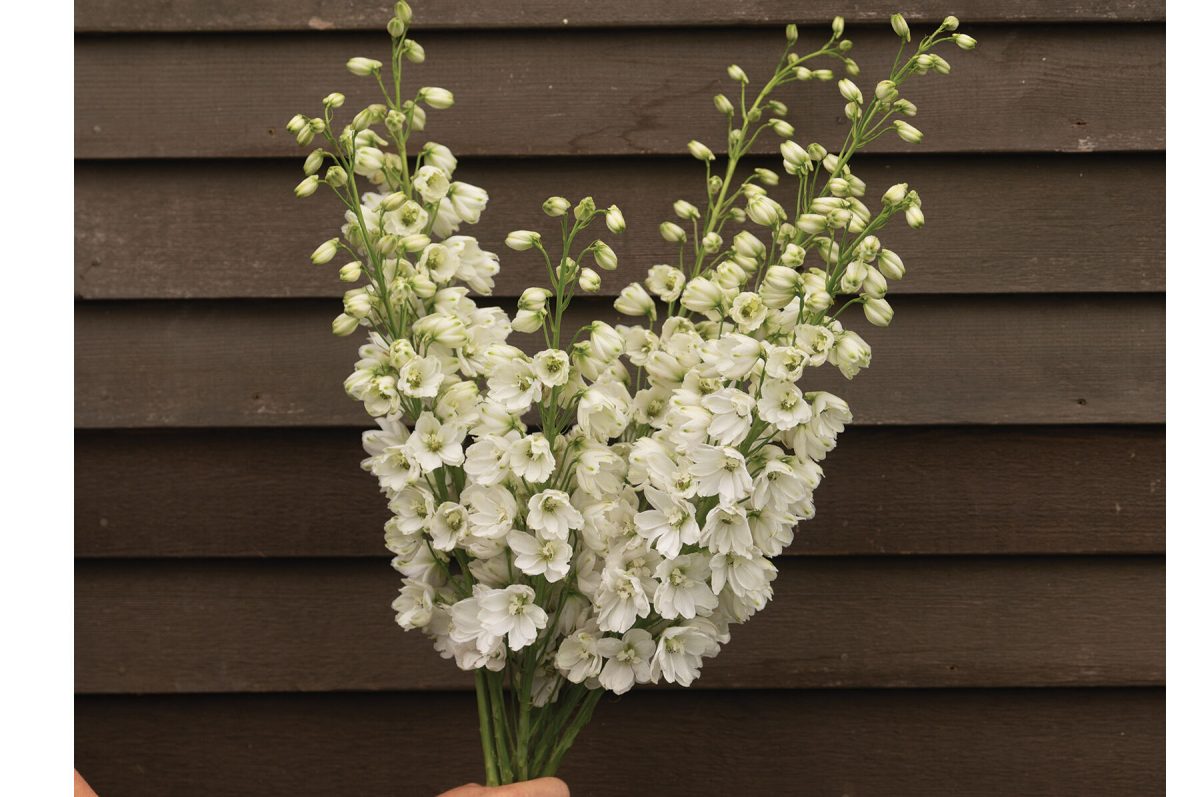 Guardian White - (F1) Delphinium Seed