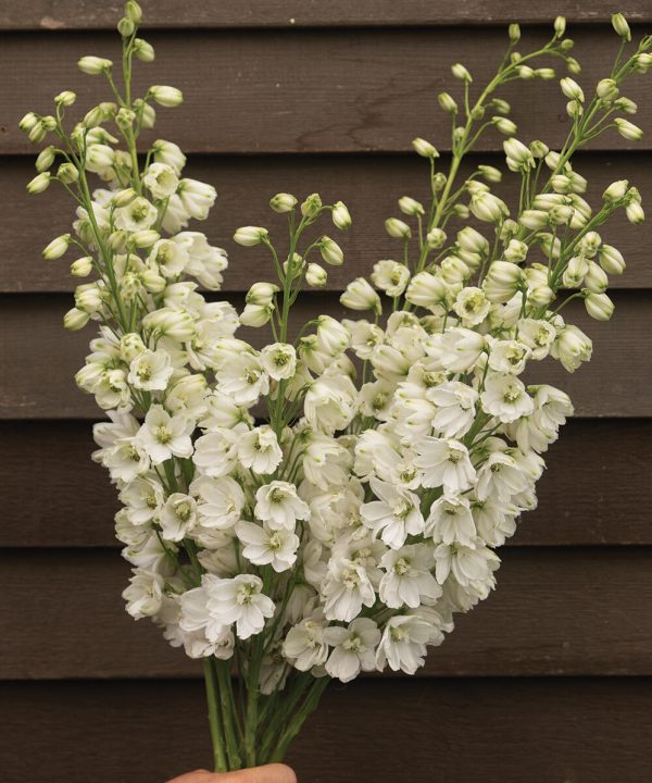 Guardian White - (F1) Delphinium Seed