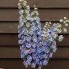 Guardian Lavender - (F1) Delphinium Seed