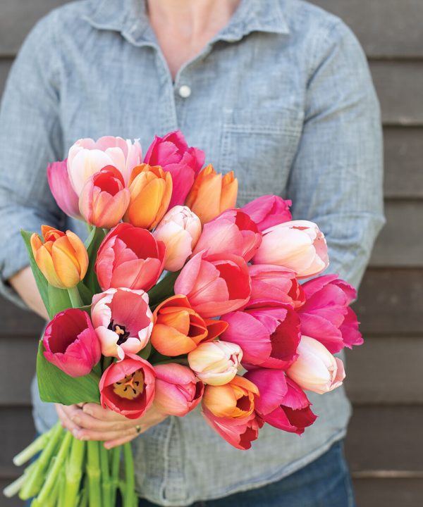 Blush Blend - Tulip Bulb