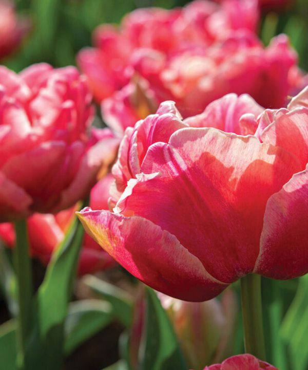 Verona Sunrise - Tulip Bulb
