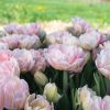 Foxtrot - Tulip Bulb