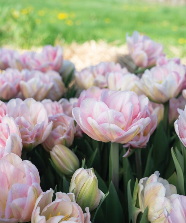 Foxtrot - Tulip Bulb
