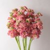 StoX Antique Rose - Stock Seed