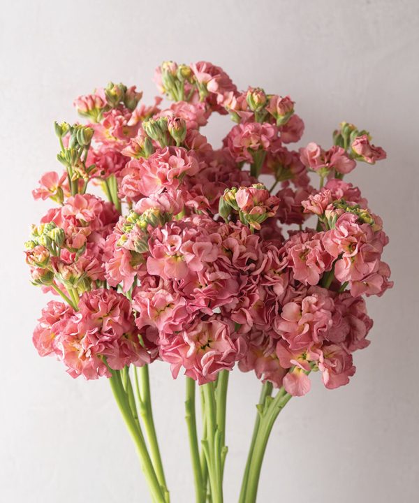 StoX Antique Rose - Stock Seed