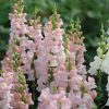 Avignon Pink II - (F1) Snapdragon Seed