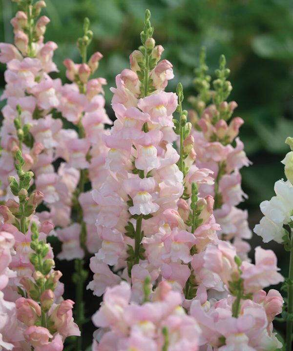 Avignon Pink II - (F1) Snapdragon Seed