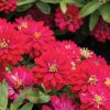 Double Zahara Cherry - Zinnia Seed