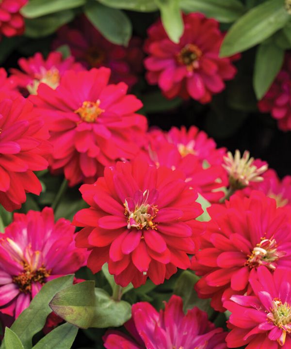 Double Zahara Cherry - Zinnia Seed