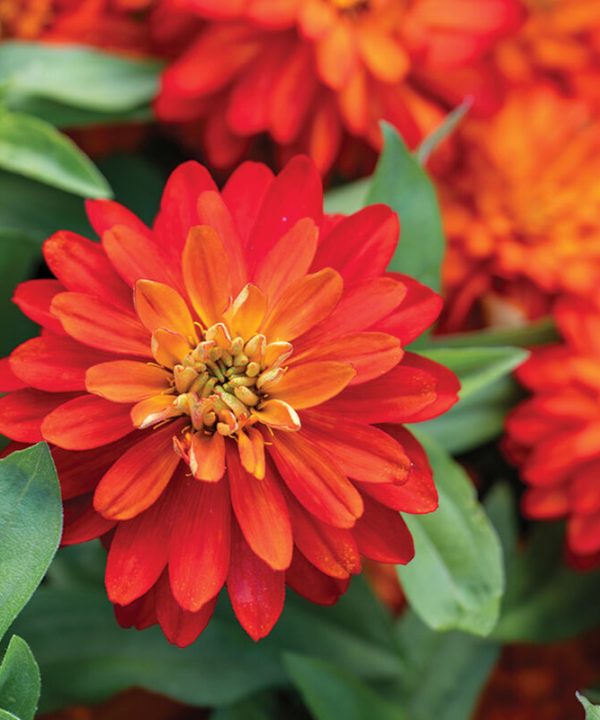 Double Zahara Fire - Zinnia Seed