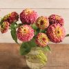 Queeny Red Lime - Zinnia Seed