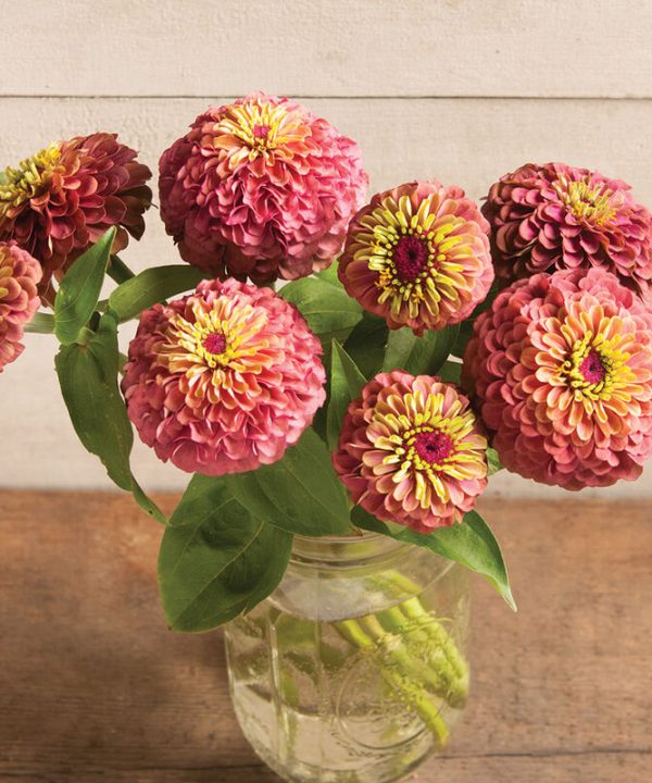Queeny Red Lime - Zinnia Seed