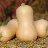 Metro PMR - Organic (F1) Butternut Squash Seed