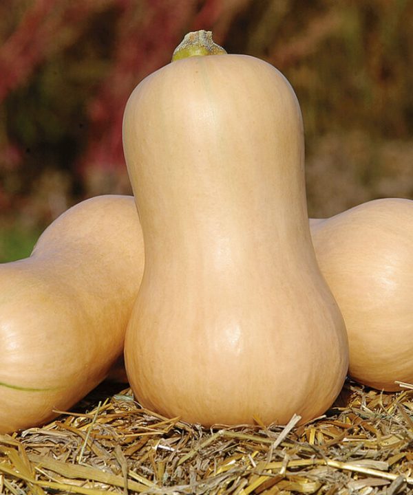 Metro PMR - Organic (F1) Butternut Squash Seed